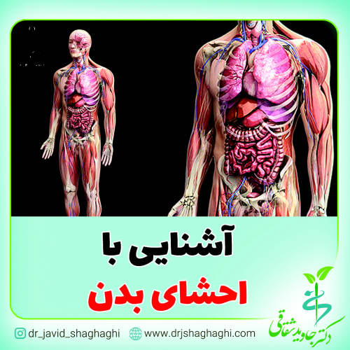 آشنایی با احشای بدن